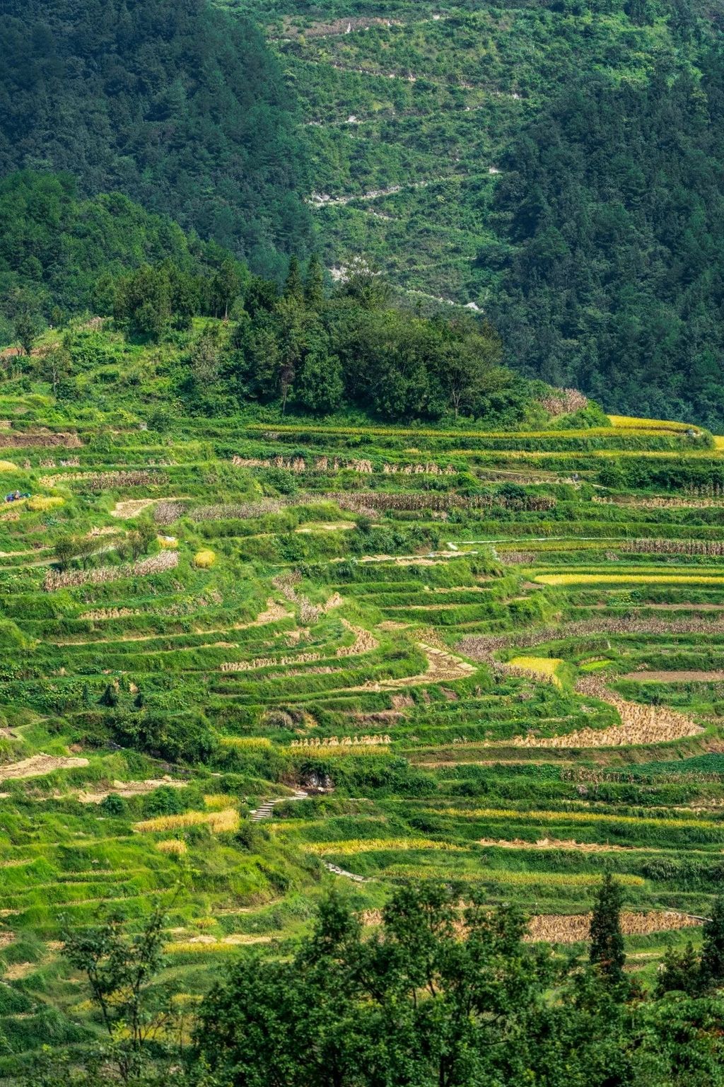 Gaoyao Rice Terraces