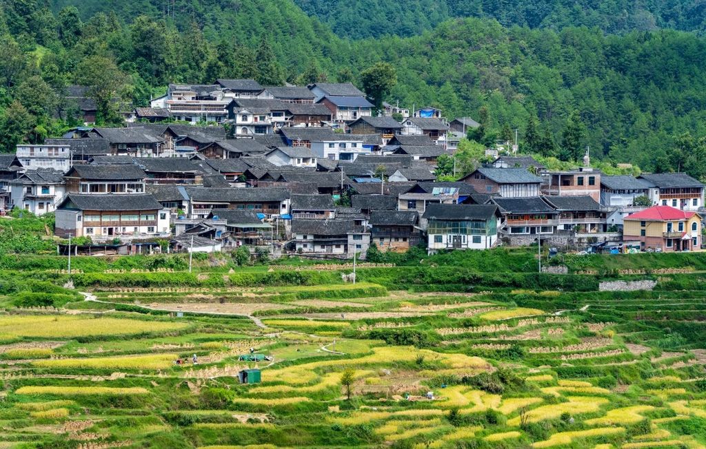 Gaoyao Rice Terraces