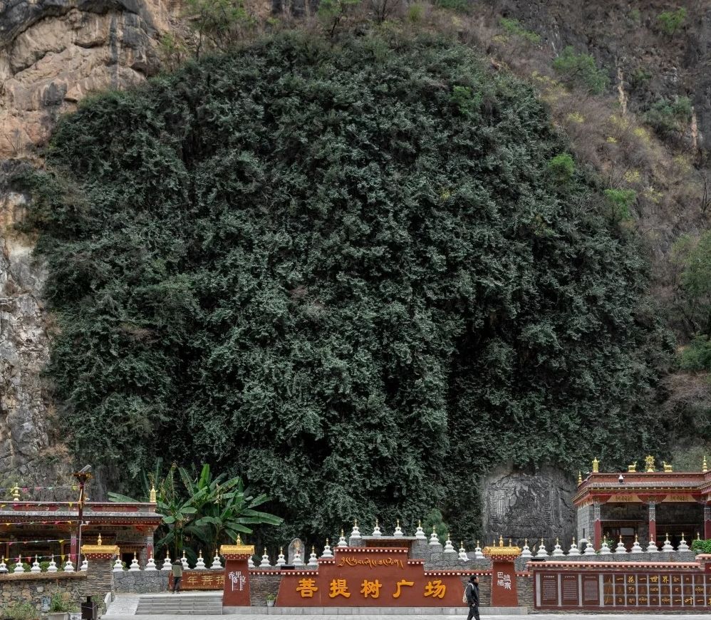 Bodhi Tree of Balagezong
