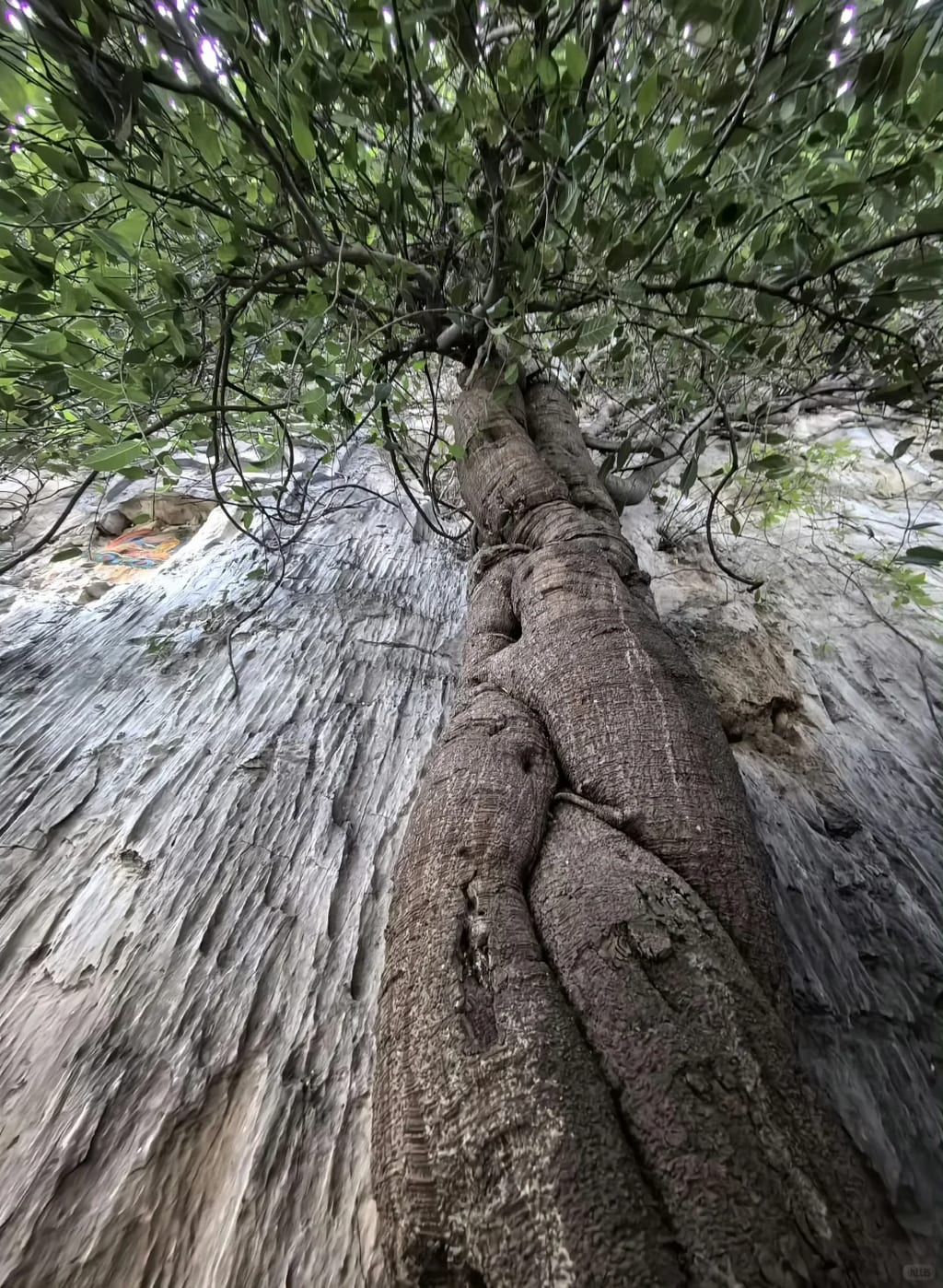 Bodhi Tree of Balagezong