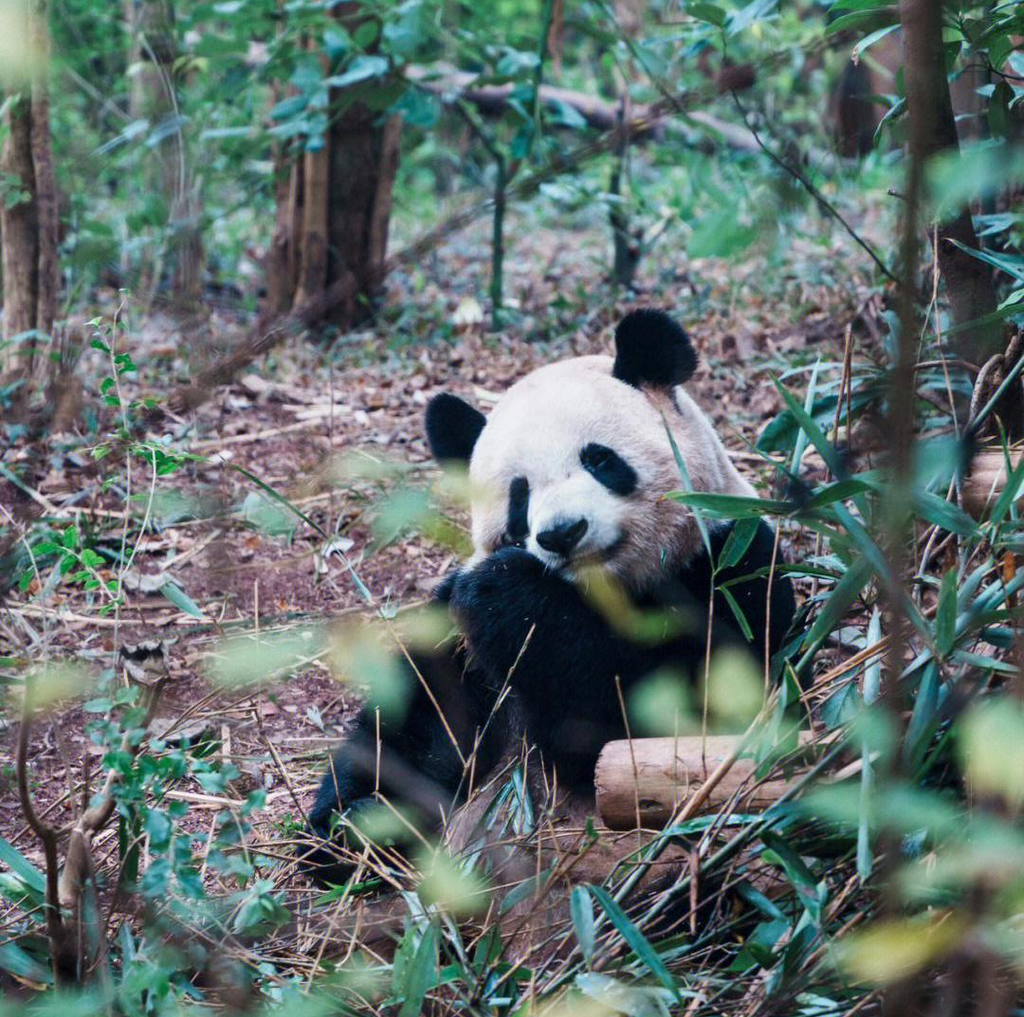 Chengdu Research Base of Giant Panda Breeding