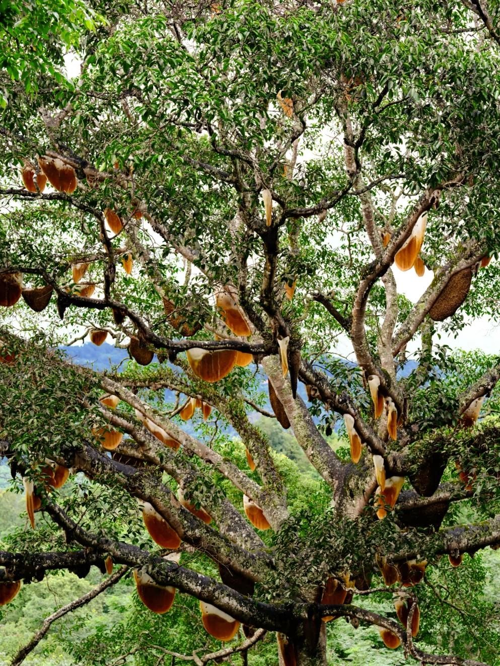 **King Bee Tree**