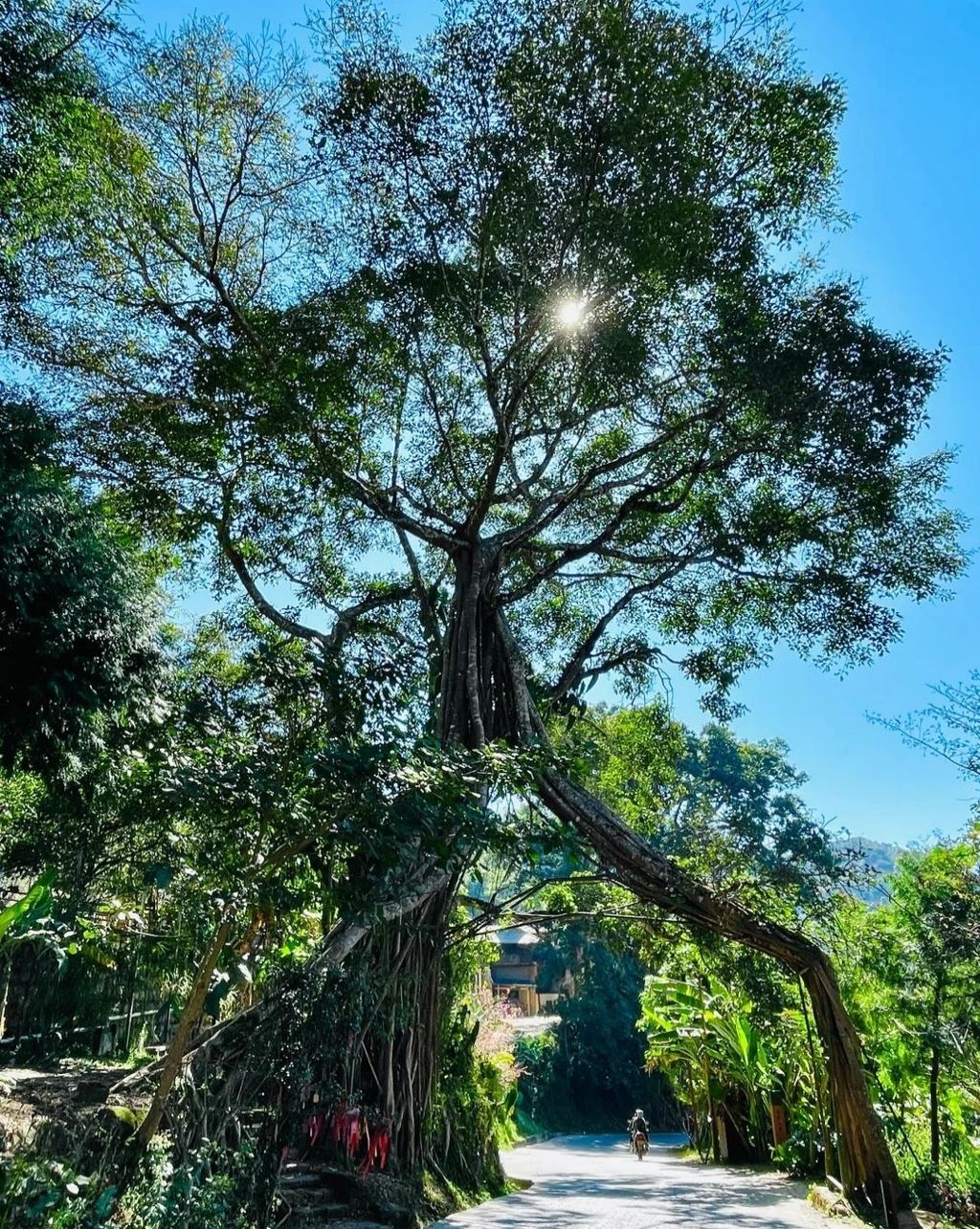 **Princess Banyan (Gongzhu Rong)**