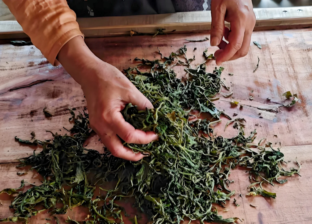 Jingmai Mountain Tea-Picking Experience