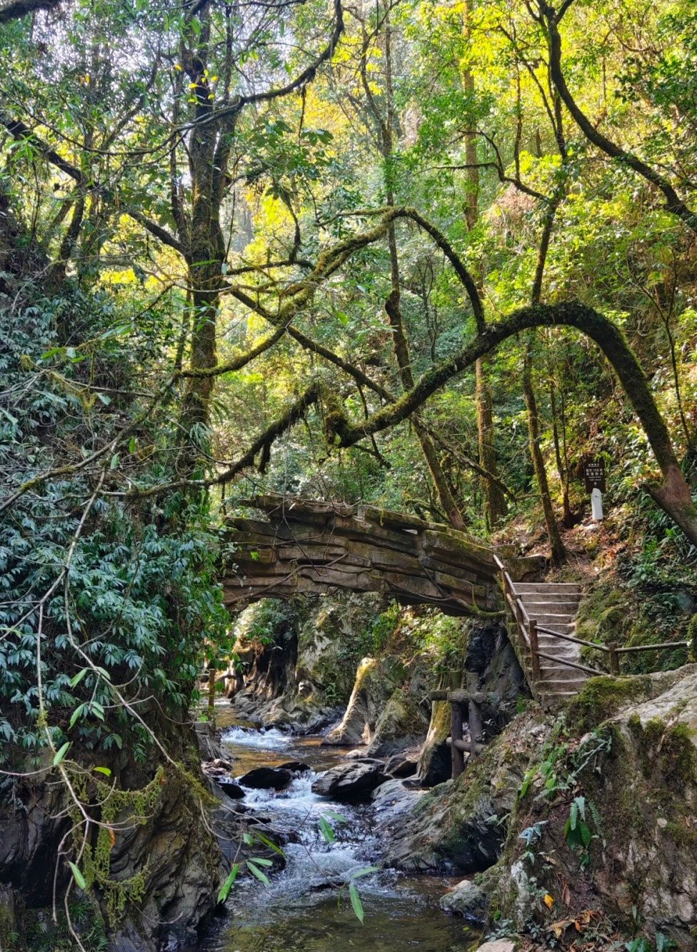 **Jinshan Virgin Forest (Ailao Mountains)**