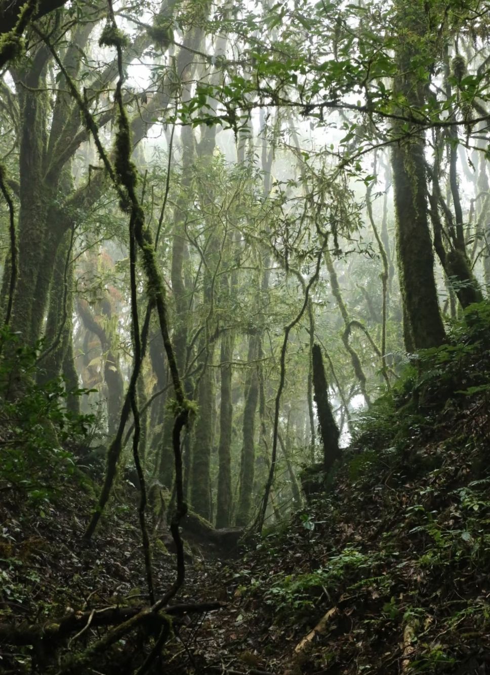 **Jinshan Virgin Forest (Ailao Mountains)**