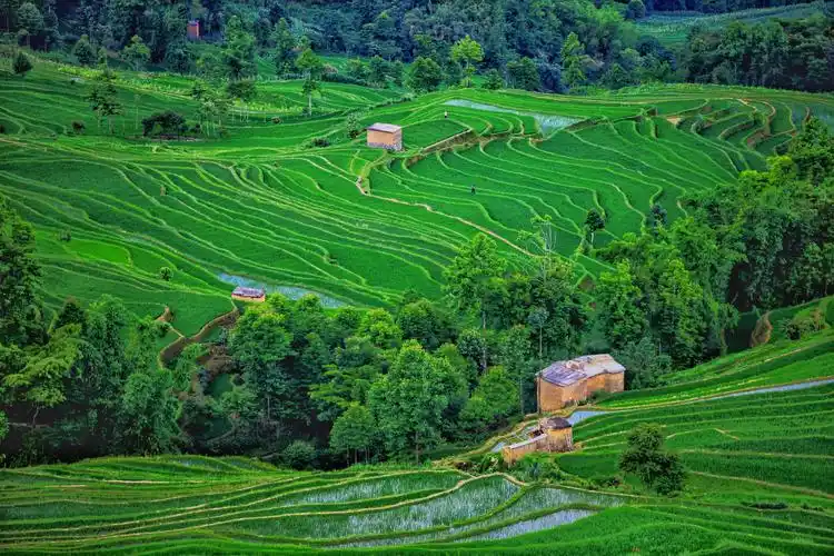 Yuanyang Rice Terraces